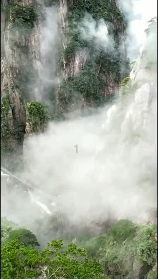 解救金刚鹦鹉